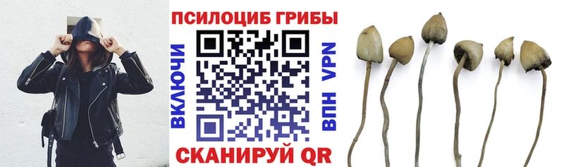 Псилоцибиновые грибы Cubensis  купить закладку  Вихоревка 